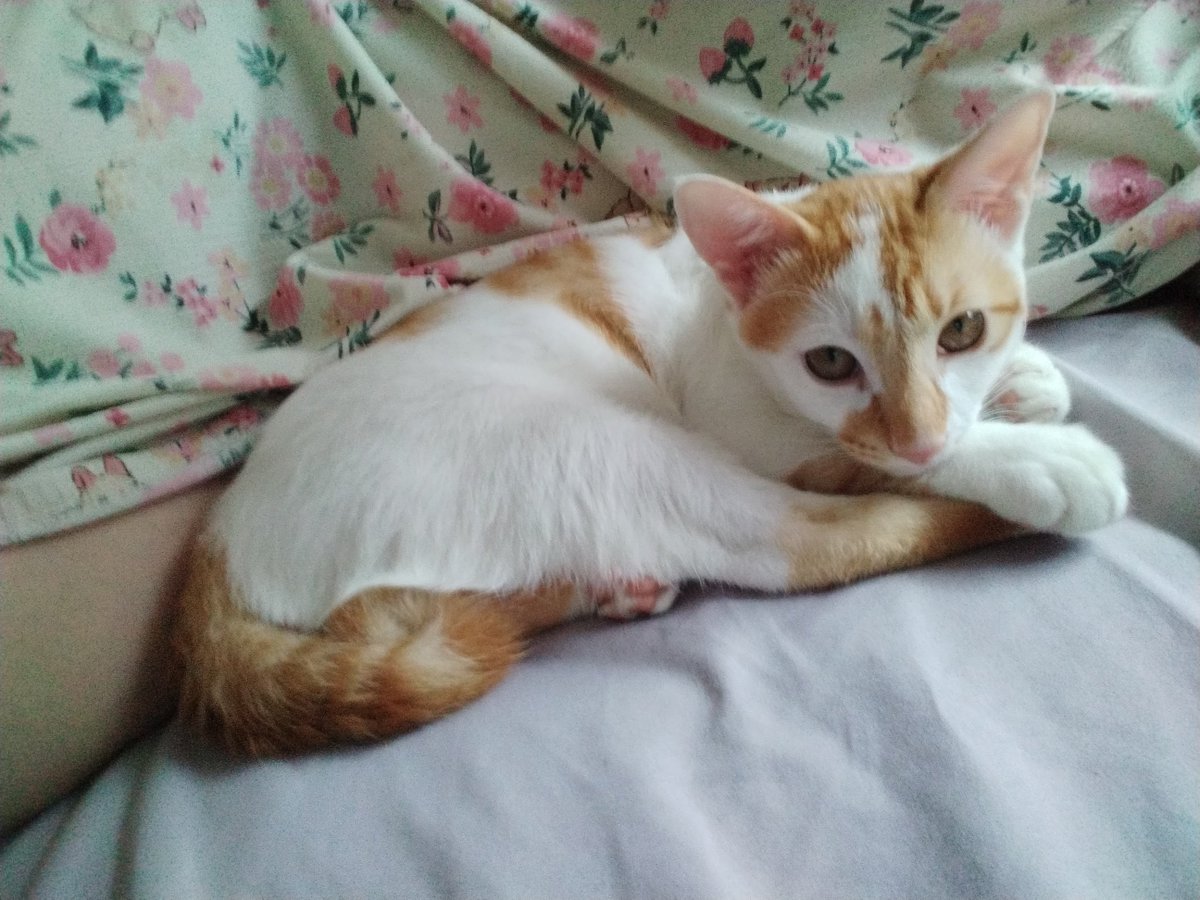 uni44su's tweet photo. 飼い主大好きコネッコに育った🐱 https://t.co/AqdCe4b1Wu