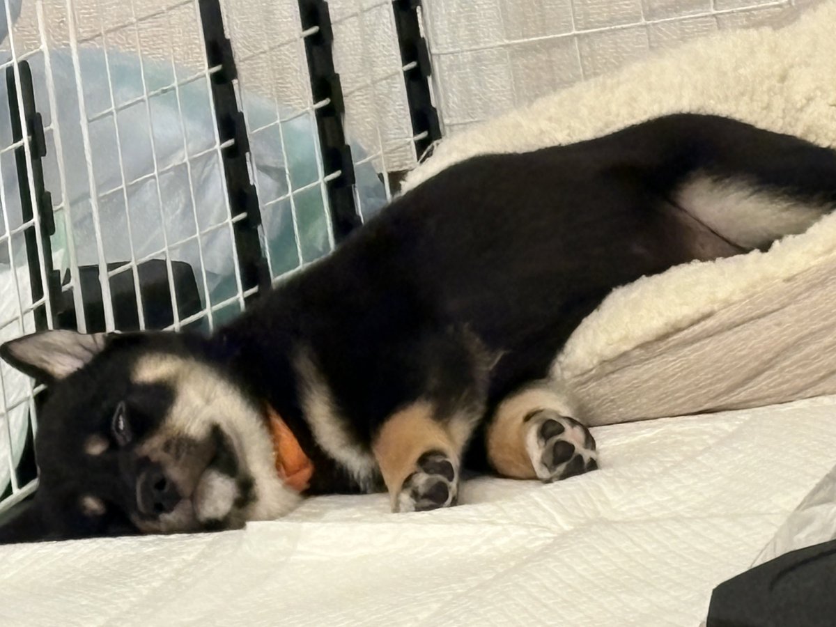 RAN_Shiba's tweet photo. この寝顔がどう成長していくのか楽しみ https://t.co/nwZ2bhfNkQ