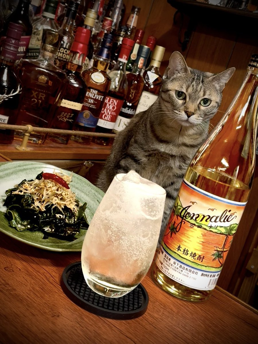 sake_dandyism's tweet photo. 皆様、週ナカ日もゴロサス😎
今宵は罪悪感ゼロの海藻料理
•ワカメのペペロンチーノ🌶️
•坂下酒造 ジョナリー🏝️で
愛猫ルンルンと晩酌開始✨🐱
ニンニクとゴマ油香るワカメ
とジャコのペペロン炒めには
甘くエキゾチックな味わいの
ジョナハイがよぉ合うね🥃🥴 https://t.co/3h2bDzkfqS