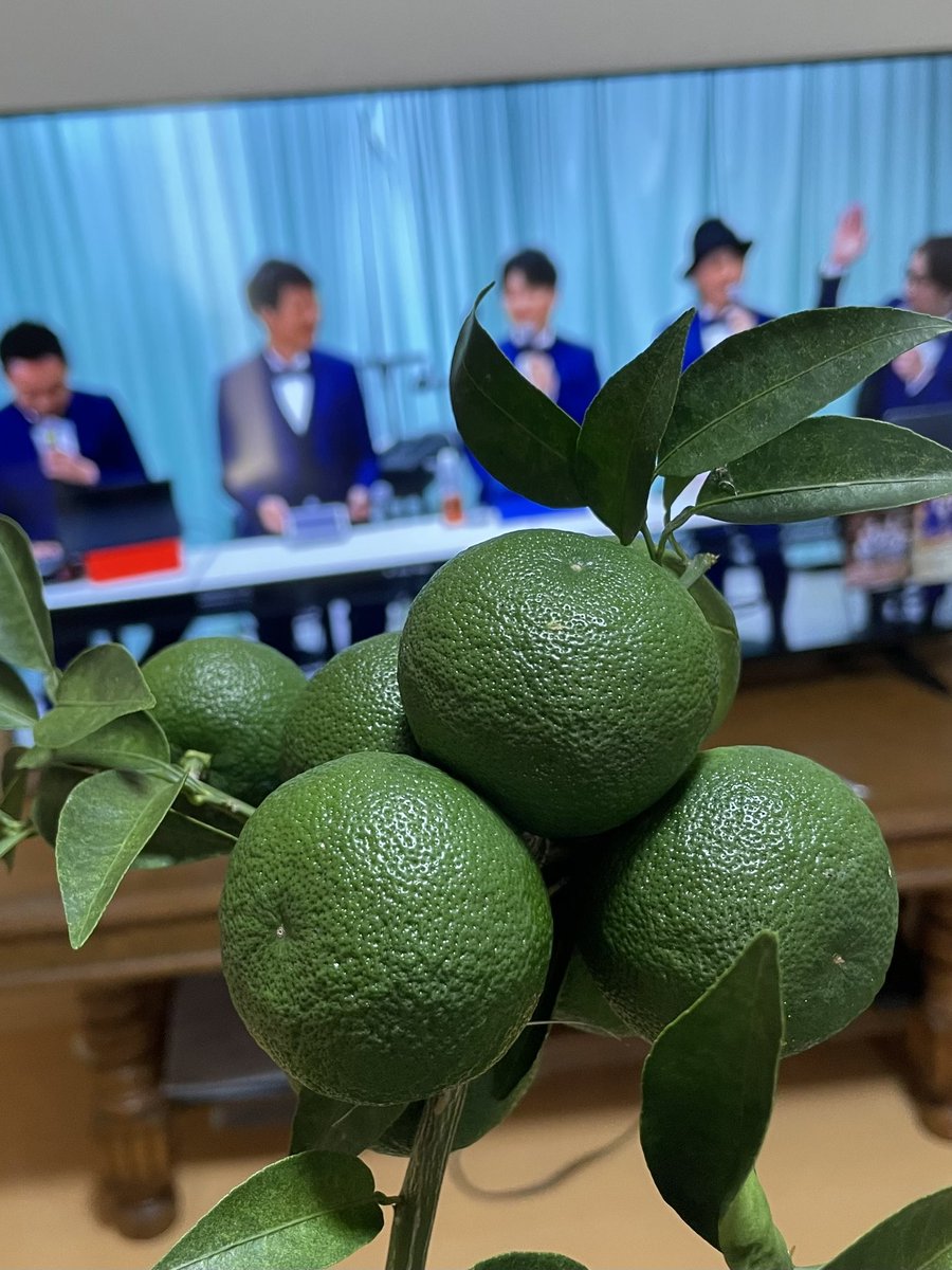 koeisha's tweet photo. すだちの季節となりました。豊作すぎて、ベイビーブーみながらちぎりました。
明日より、お店で配布いたします。
どうぞお越しください🎤
#昼カラオケ　#カラオケ喫茶　#練馬春日町　#練馬平和台 #ベイビーブー https://t.co/hUTAJmXQiX