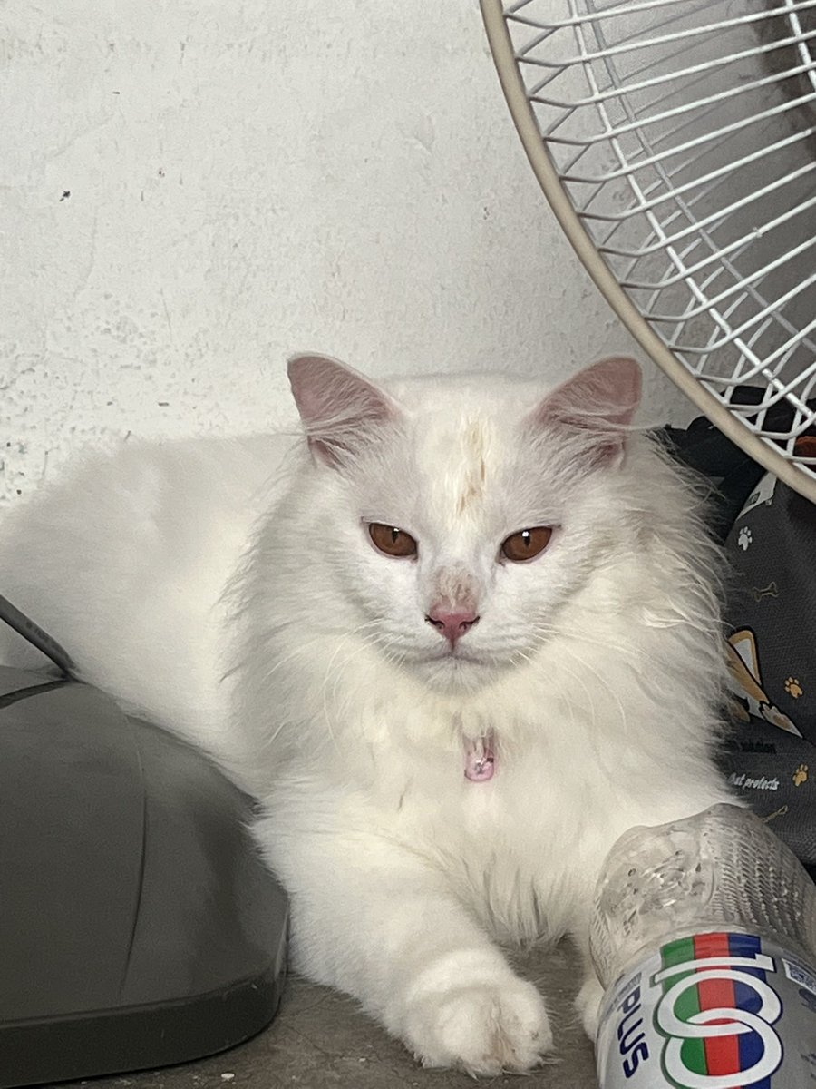 fairyrakuda's tweet photo. HELP RT | KUCING HILANG
Sesiapa yang ada terjumpa atau terambil kucing saya sila pulangkan semula kepada saya. Kali terakhir hilang di Blok AL, Pandan Indah. https://t.co/WmNlZJuc0N