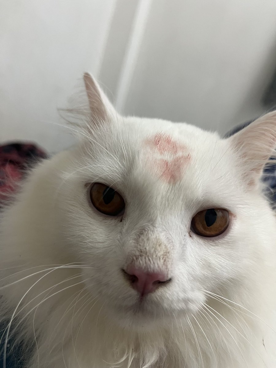 fairyrakuda's tweet photo. HELP RT | KUCING HILANG
Sesiapa yang ada terjumpa atau terambil kucing saya sila pulangkan semula kepada saya. Kali terakhir hilang di Blok AL, Pandan Indah. https://t.co/WmNlZJuc0N
