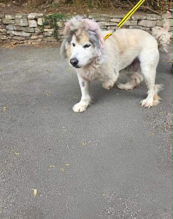 AdoptionsUk's tweet photo. Please retweet to help Cora find a home #YORKSHIRE #UK  Saved from a meat slaughter house in China where she lost  one of her ears and part of her front leg 💔 Available for adoption, registered British Charity ✅  Details or apply below 👇
https://t.co/1Qy1gevuWk
Meet our beautiful girl Cora, who has recently arrived into our care after one of our UK rescue contacts reached out to us for help.

Cora has a heart-breaking past. She was originally rescued from a meat trade slaughterhouse in China, where she had sadly suffered unimaginable cruelty, resulting in the loss of one of her ears and part of her front leg. Thankfully, those days are firmly behind her. Despite everything Cora has been through, she certainly isn’t letting her past determine her future. She is an incredibly happy, affectionate and enthusiastic girl who is embracing her new life to the fullest.

Cora absolutely loves getting out and about and can be wonderfully bouncy and excited, particularly when she first sets off on her walks! She loves exploring the world around her and has plenty of strength behind her when she gets going. Due to her previous injuries and current fitness levels, Cora can tire as her walks continue, so her exercise will need to be built up gradually as she becomes stronger and fitter. She is already making fantastic progress and continues to improve every day. Cora is also very food motivated, which will be a brilliant tool for continuing her training and helping her learn alongside her new family.

Cora’s ideal home: Could happily live with another suitable dog or dogs, Would also be perfectly happy as an only dog, enjoying all the attention for herself , Best suited to a home with older children who can understand and respect her boundaries, A family willing to gradually build up her exercise and continue her training, Plenty of love, adventures and, of course, belly rubs!

Cora is a long coat and will require regular grooming once it’s grown back. After everything Cora has experienced, what she deserves now is simple — a safe, happy and loving home where she will be cherished. She is ready to leave her past exactly where it belongs and start the next chapter of her life surrounded by love, security and plenty of new adventures.

Could you be the family that gives our beautiful Cora the future she deserves?

All 8 Below dogs are neutered (if of an appropriate age) microchipped, up to date with parasite treatment, have lifetime support and backup and 5 weeks free insurance plus a lovely 8B collar and lead.
AGE: 7 years

BREED: Alaskan Malamute

SEX: Female

IDEAL HOME: Calm

LIVING WITH CHILDREN: Yes, older

LIVING WITH OTHER DOGS: Yes

LOCATION: West Yorkshire

#dogs #Huskies #Malamute #England #Wales #Scotland #adoptdontshop @8BelowHuskyRescue 

Cora, desperate for a loving home #UK