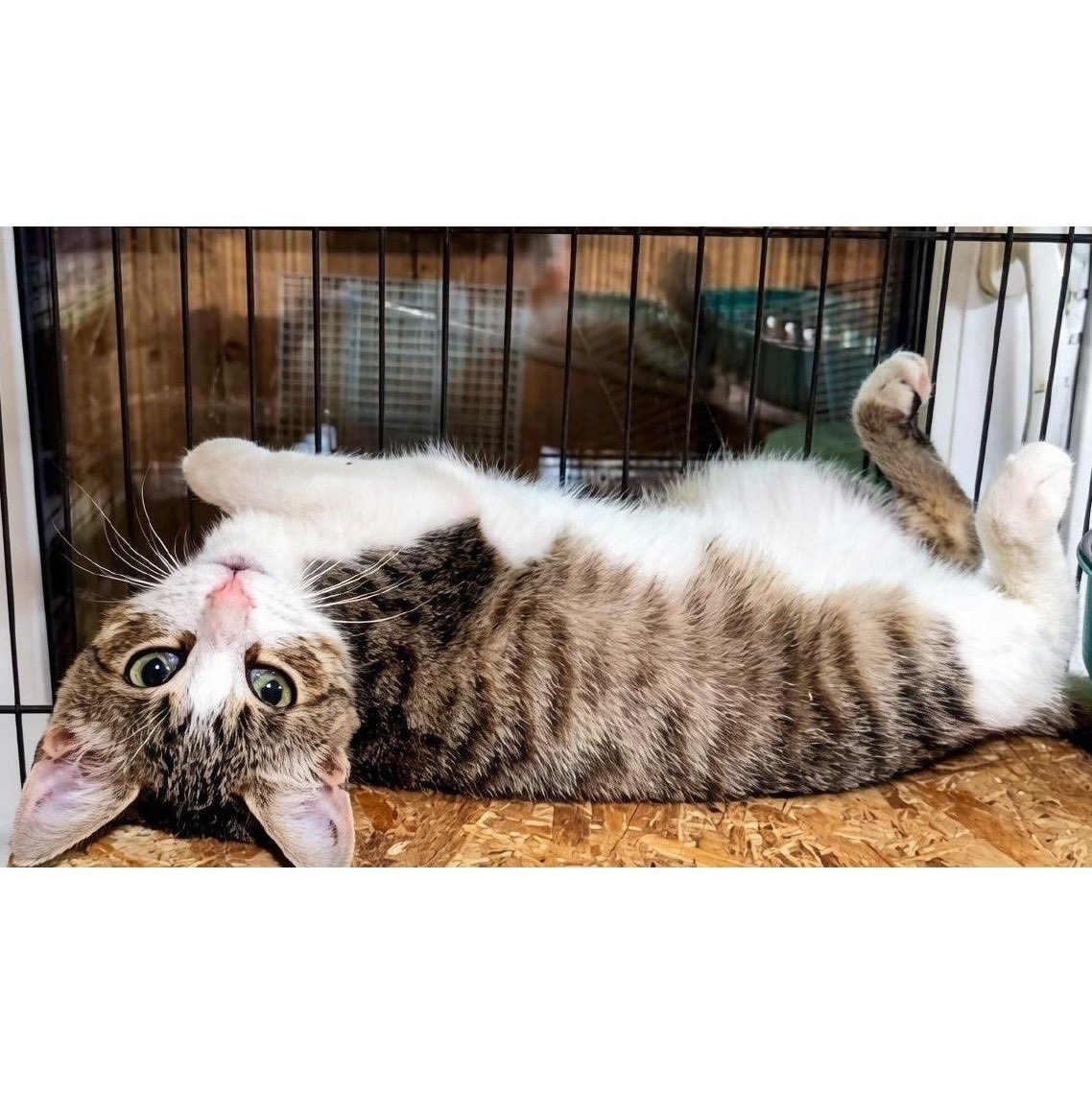 dobroxvost's tweet photo. Встречайте энергию кота Бориса!

Кот Борис ищет дом, Москва/МО.
Возраст 5 месяцев, здоров, обработан от паразитов, лоток на отлично.

Котик очень хочет стать домашним, любит, когда его гладят, всегда ждёт ласки и смотрит прямо в глаза. https://t.co/Wty6ovhxJb