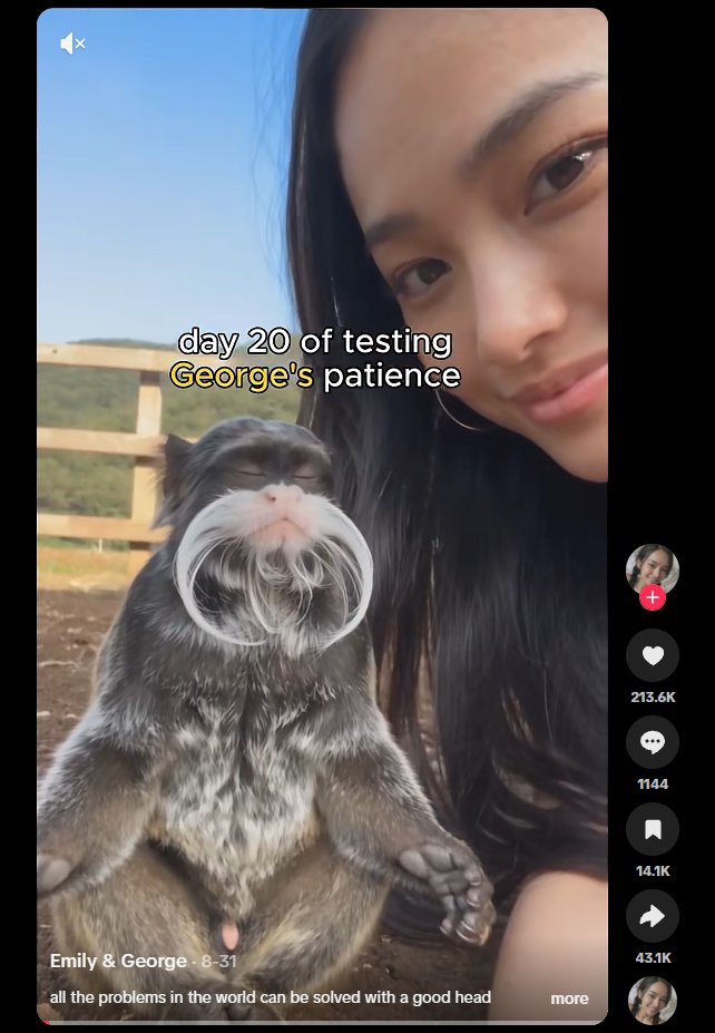 wallstreetdev67's tweet photo. THERES A NEW MONKEY GOING MEGA VIRAL ON TIKTOK RN

This monkey "George" is blowing up on TikTok with millions of VIEWS on each video. He's literally the ZEN monkey, he meditates in all of the videos.

People have literally turned him into a MEME, and there's so much content 

https://t.co/aG8Lp9oTr2