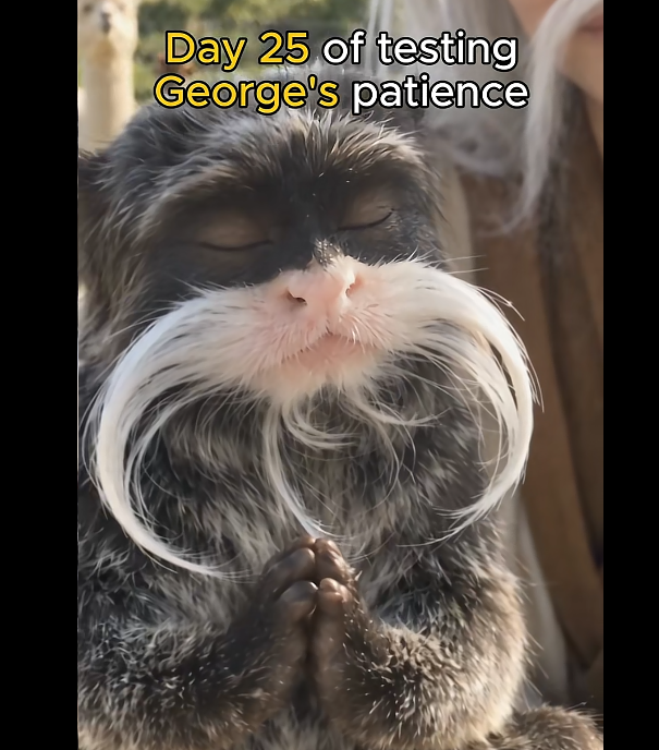 wallstreetdev67's tweet photo. THERES A NEW MONKEY GOING MEGA VIRAL ON TIKTOK RN

This monkey "George" is blowing up on TikTok with millions of VIEWS on each video. He's literally the ZEN monkey, he meditates in all of the videos.

People have literally turned him into a MEME, and there's so much content 

https://t.co/aG8Lp9oTr2