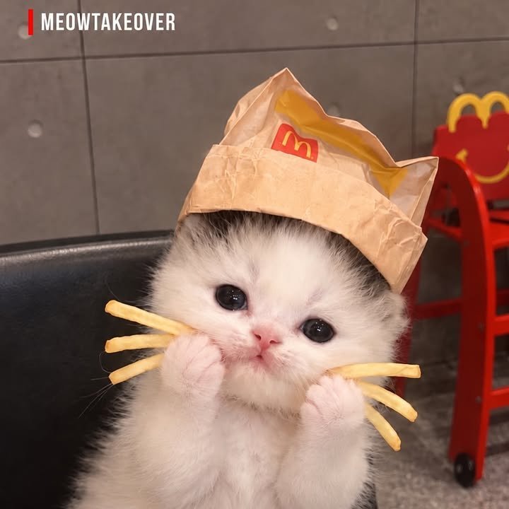 wbiniscat's tweet photo. https://t.co/pUjVgBrrbP