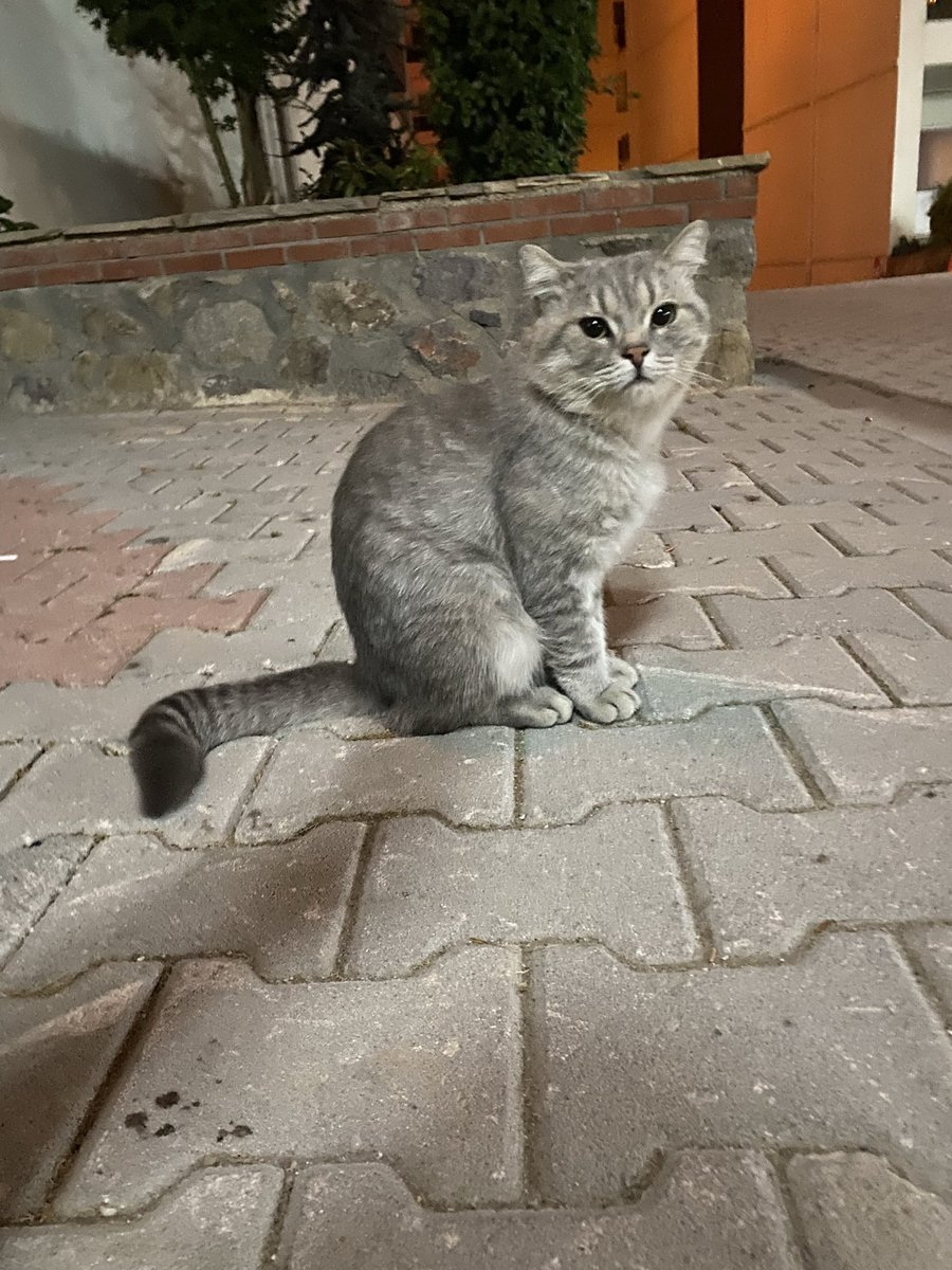 ayse0zer's tweet photo. Türü insan diye bilinen sahipleri taşınırken onu geride bırakmış. 
Önümüz kış…Ona sıcak yuvasını açacak gözlerindeki hüznü silecek biri çıkar mı acaba ?
Bursa https://t.co/venSOxUNcY