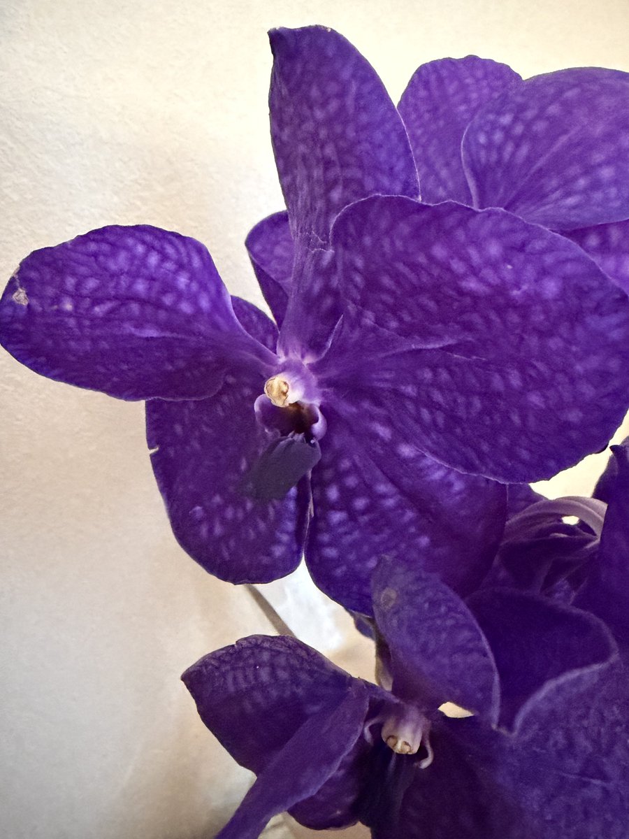 Minako_rainbow's tweet photo. 台湾花祭のお花
「パンダ」

濃い色の花は敬老の日にも
合いそうです。

私は自宅に飾るために。

#パンダ 
#台湾 
#花 
#hibiyakadanstyle 
#flowers https://t.co/EKov8iUHWA