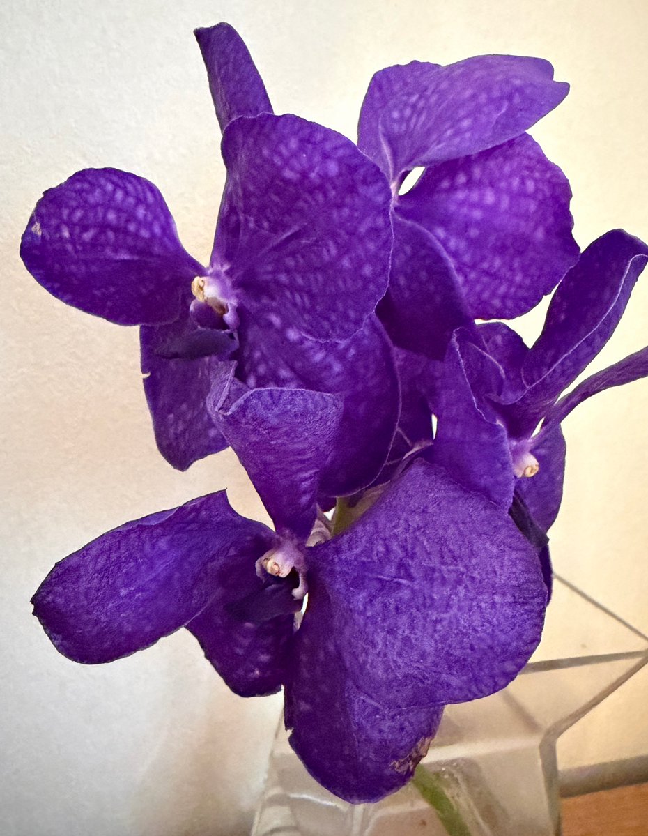 Minako_rainbow's tweet photo. 台湾花祭のお花
「パンダ」

濃い色の花は敬老の日にも
合いそうです。

私は自宅に飾るために。

#パンダ 
#台湾 
#花 
#hibiyakadanstyle 
#flowers https://t.co/EKov8iUHWA