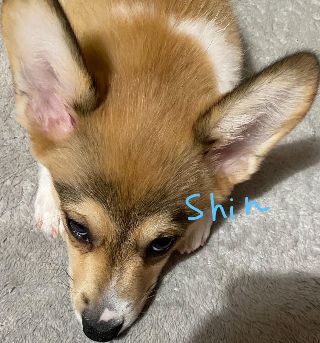 CorgiShinchan's tweet photo. キッチンや2階などしんちゃんが入れないところには柵を付けてるんだけどその柵の先に1秒でも行くとこの顔をして拗ねます😅
←お迎え4日目　去年9/16のすねしんちゃん
今日も相変わらずすねしんちゃんしてます→
#コーギー
#Corgi
#犬好きさんと繋がりたい https://t.co/fxX4yw0KOY