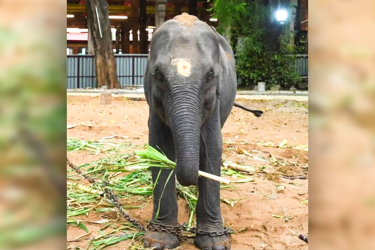 Independent's tweet photo. Protesters fight to save elephants from being transported thousands of km as ‘gifts’ to temples 

✍️ @Ss22Shweta 

Read more here https://t.co/90WQqE3om6 https://t.co/1zp2D6zbGs