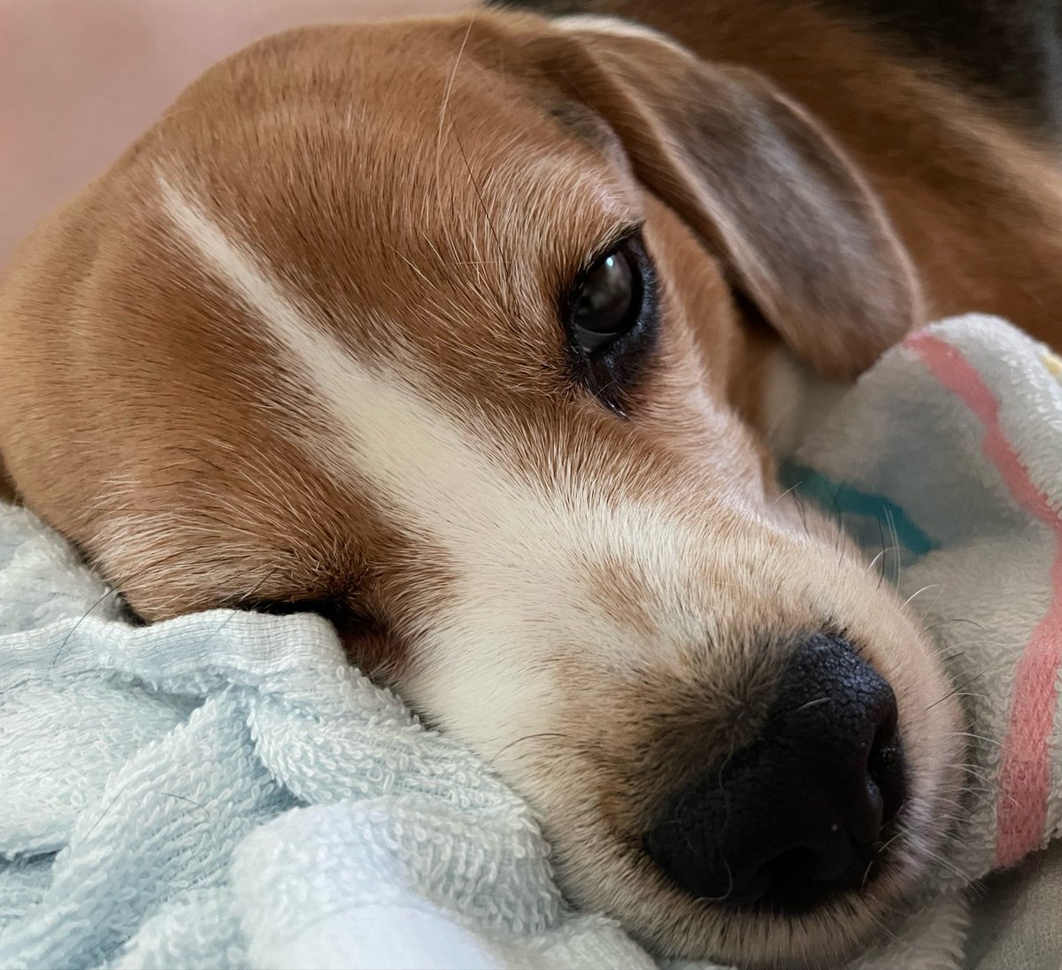 Holimond_JP's tweet photo. 眠い犬 https://t.co/mhHfB50APw