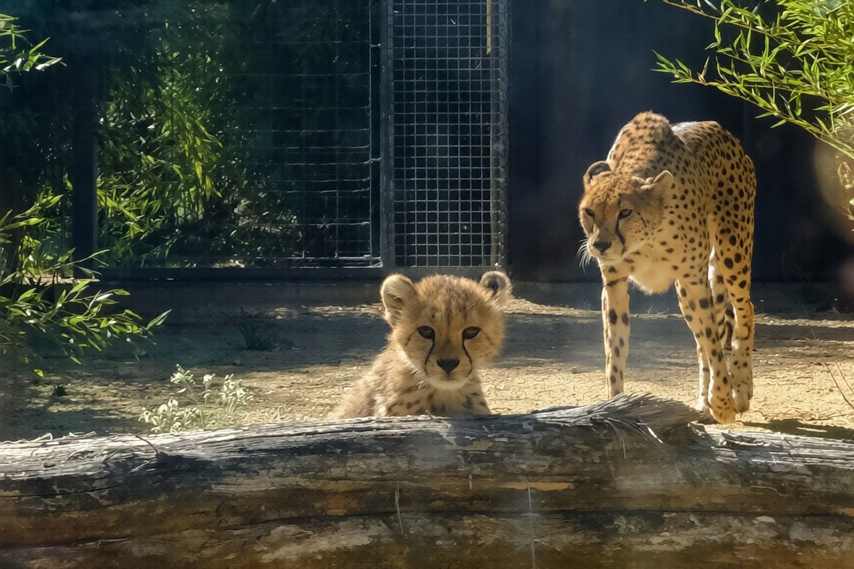 le_Parisien's tweet photo. « Une portée comme celle-là, c’est assez rare » : naissance exceptionnelle de quatre bébés guépards au zoo de La Flèche
➡️ https://t.co/L7PpLIugQD https://t.co/2sDGtayXQk