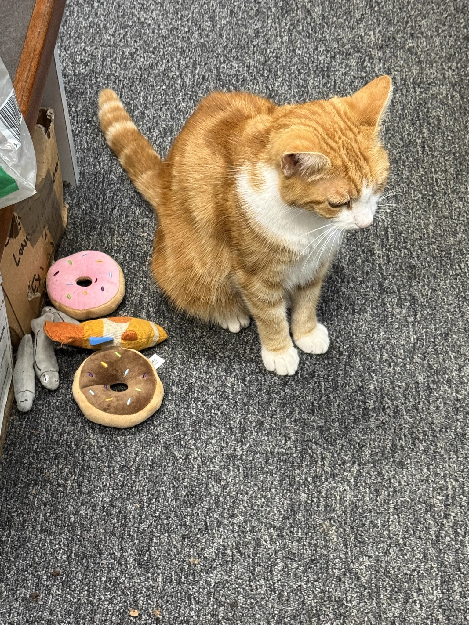 George The Stourbridge Junction Station Cat on X: 