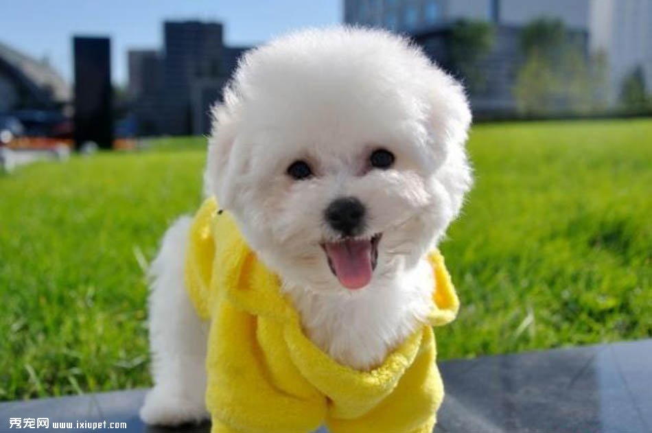LuanneFegueroa's tweet photo. My little pup has hit 6 months old today! From a tiny ball of fluff to zooming around like a tiny tornado, every growth milestone feels like a sweet win with her.  #DogLife #PuppyGrowth， https://t.co/Pvmo3Vp3Tq