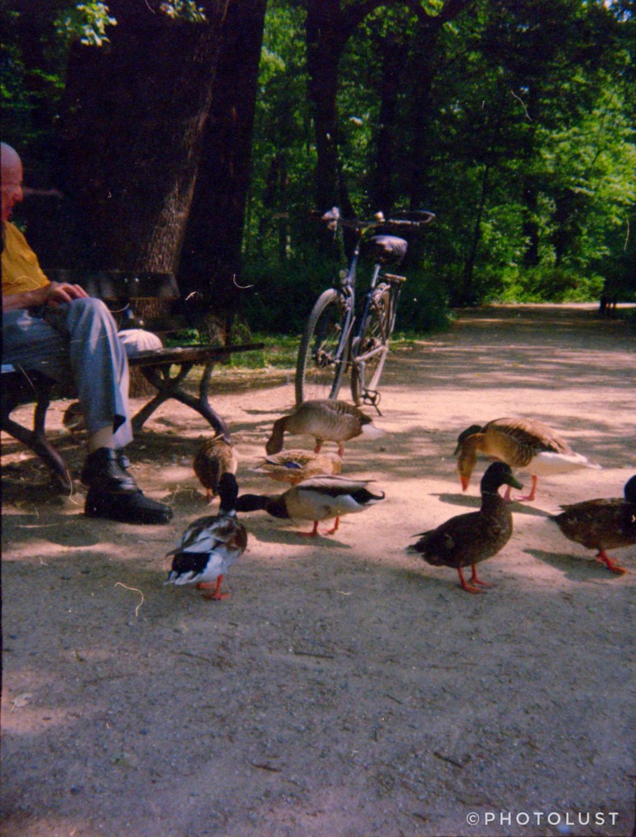 photo_lust's tweet photo. #Analogue #Analoguephotography
#Color #Colorphoto
#Nature #Animal #Bird #Goose #Duck #Holga

#WildlifeonWednesday

#Lomography
#Holga135TIM
#Kodak #UltraMax 400 https://t.co/xJuBtrWvCH