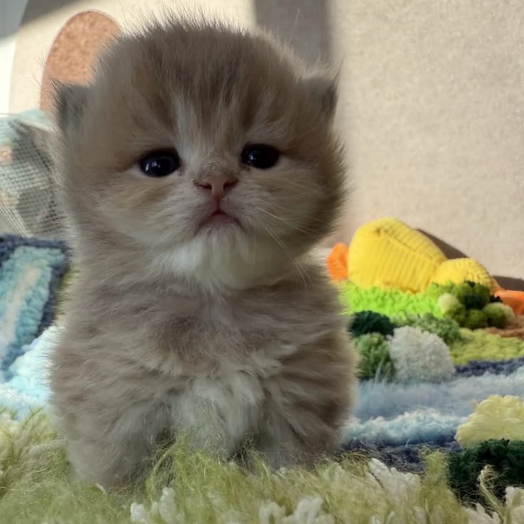 wbiniscat's tweet photo. https://t.co/MSZW6362Tm