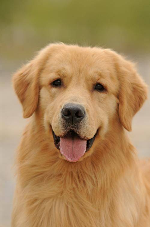 KendaKleimf8m's tweet photo. This rainy afternoon got so much cozier with my fluffy golden sidekick!  Nothing beats the quiet purr of a cat curled up on my lap or a dog’s warm head resting on my feet—pets turn ordinary days into little joys. https://t.co/80bLPVwCWl