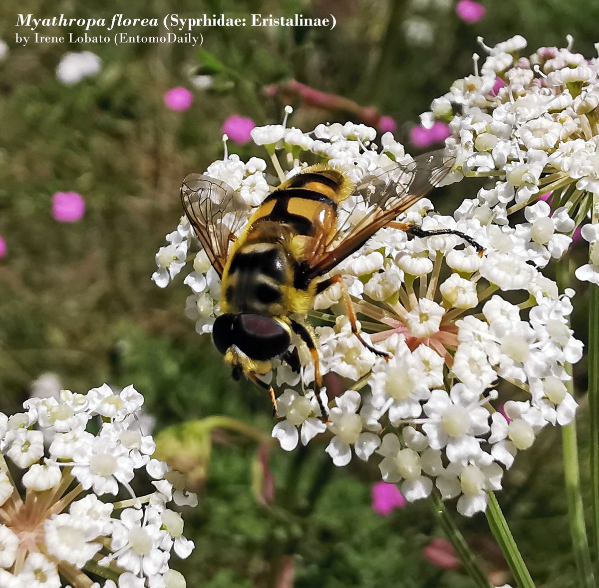 EntomoDaily's tweet photo. ¡Vamos con un nuevo sírfido! 

Esta vez os traigo a Myathropa florea, el sírfido Batman común 🦇. Los adultos se ven de mayo a septiembre y polinizan un gran número de plantas, como umbelíferas, hiedras (Hedera) o correhuelas (Convolvulus).

¿Y cómo podemos identificarlo? 👀👇️ https://t.co/4nzNKkv1WH
