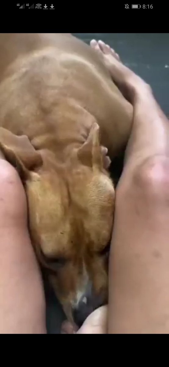 EllaMaidon's tweet photo. Watch how dogs satisfy me better , letting that knot to swell deep inside resonate some great pleasure, it's all getting better in the private room, come join us...

#paws #dogwhore #dogpill #doggy https://t.co/Owzo4biqFC