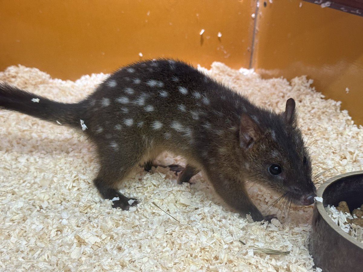 Animal_KepeersC's tweet photo. パプアヒメフクロネコ
（Dasyurus albopunctatus）が来校しました。

ニューギニア原産の有袋類で絶滅危惧種に指定されています。
フクロネコは日本国内での動物園館でも飼育展示のない種類ですが、アニマルキーパーズカレッジでは繁殖に取り組んでいきます。
#フクロネコ　#有袋類 https://t.co/qppUO17nIU