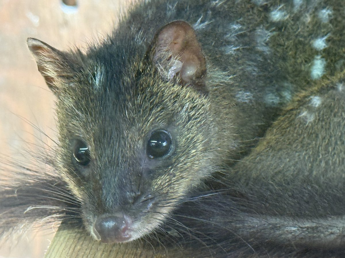 Animal_KepeersC's tweet photo. パプアヒメフクロネコ
（Dasyurus albopunctatus）が来校しました。

ニューギニア原産の有袋類で絶滅危惧種に指定されています。
フクロネコは日本国内での動物園館でも飼育展示のない種類ですが、アニマルキーパーズカレッジでは繁殖に取り組んでいきます。
#フクロネコ　#有袋類 https://t.co/qppUO17nIU