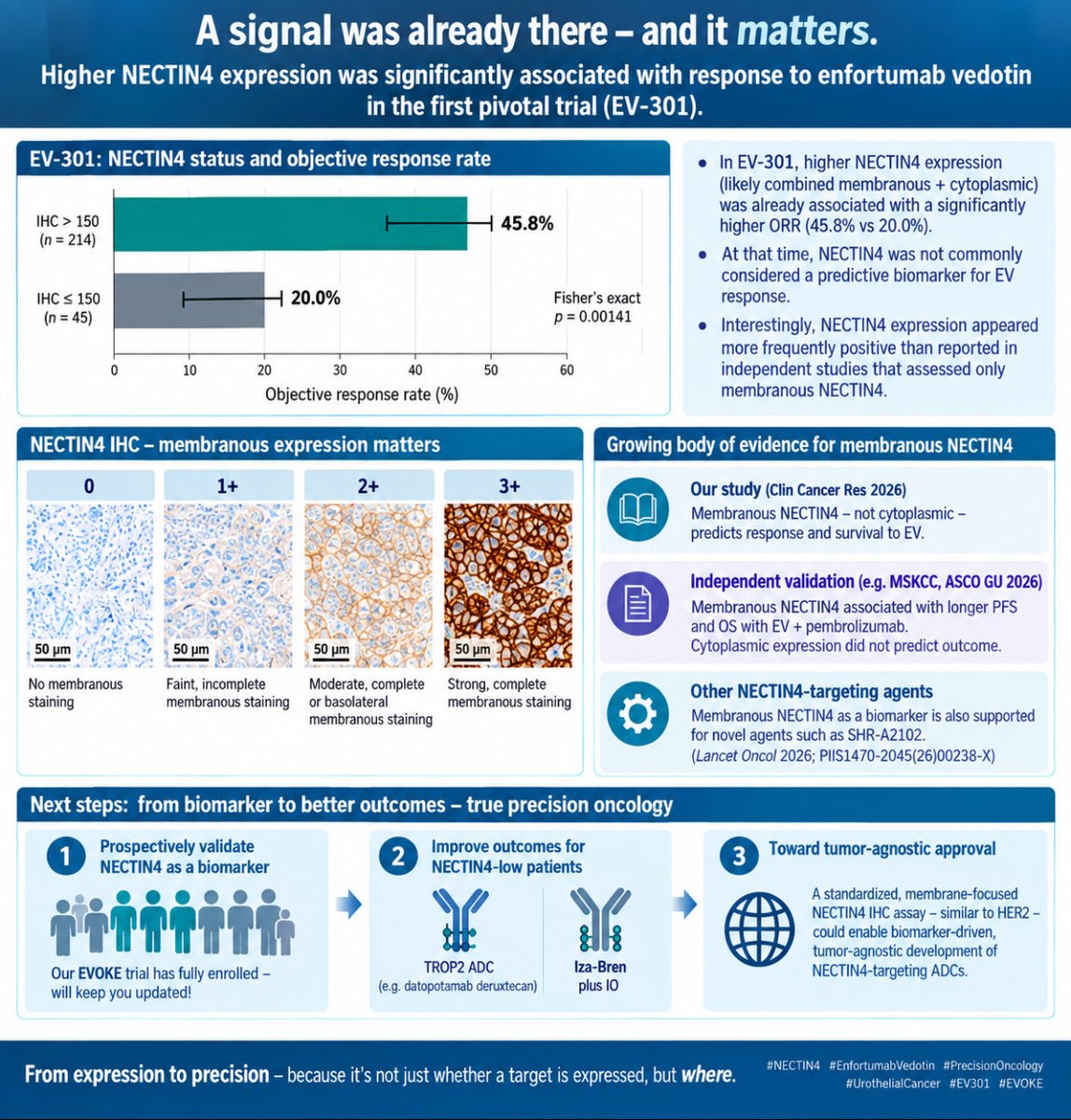 niklas_kluemper's tweet photo. The NECTIN4 biomarker signal was already there.

We were quite surprised when revisiting the pivotal EV-301 data: higher NECTIN4 expression was already significantly associated with response to enfortumab vedotin — ORR 45.8% vs 20.0%.

At the time, this was not the prevailing view: EV was considered effective largely irrespective of NECTIN4 expression.

One possible explanation is how NECTIN4 was measured. The unusually high expression levels in EV-301 suggest that overall/combined staining may have captured both membranous and cytoplasmic NECTIN4, potentially diluting the biologically relevant signal.

Our new data show clearly:

🎯 Membranous NECTIN4 predicts EV response and survival. Cytoplasmic NECTIN4 does not.

This makes sense mechanistically: an ADC needs an accessible cell-surface target to bind and deliver its payload
-> well established eg for HER2 (Tumor agnostic approval in HER2 3+)

Since EV-301, the evidence supporting membranous NECTIN4 as a biomarker has continued to grow — including independent EV+pembrolizumab data and now other NECTIN4-targeting ADCs such as SHR-A2102.

The next step is prospective validation. Our EVOKE trial is fully enrolled — stay tuned.

And perhaps the most important question: Can we improve outcomes for NECTIN4-low tumors by selecting a different target, payload or therapeutic strategy?

This is where ADCs should be heading: from target expression to true precision oncology

@Markuseckstein3 @DrRosenbergMSK @Dr_Aggen 

#DGU26 @amerseburger @dgukongress @DGUrologie 

@OncoAlert @weoncologists @urotoday @DrChoueiri @PTarantinoMD @raffcolo @tompowles1 @UroDocAsh @Uromigos @imedverse @CCR_AACR @Uroweb @PGrivasMDPhD @montypal @apolo_andrea @AndreaNecchi @DrYukselUrun