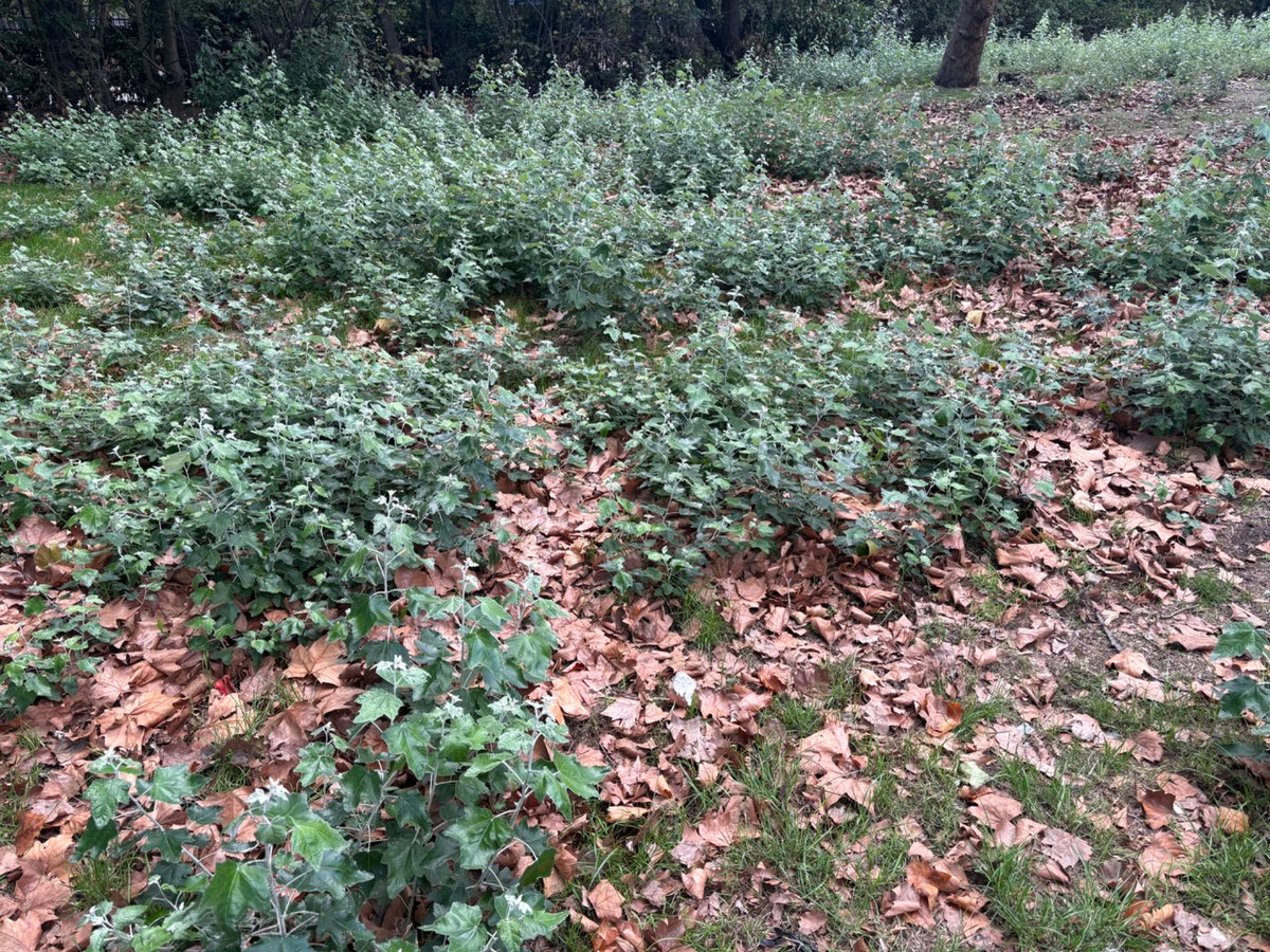wakasato_'s tweet photo. イギリスの公園で、オープンワールドゲーにありがちな草が生えてたので見えください。
お前、Unreal Engine のアセットみたいだな… https://t.co/BLnvgjVihs