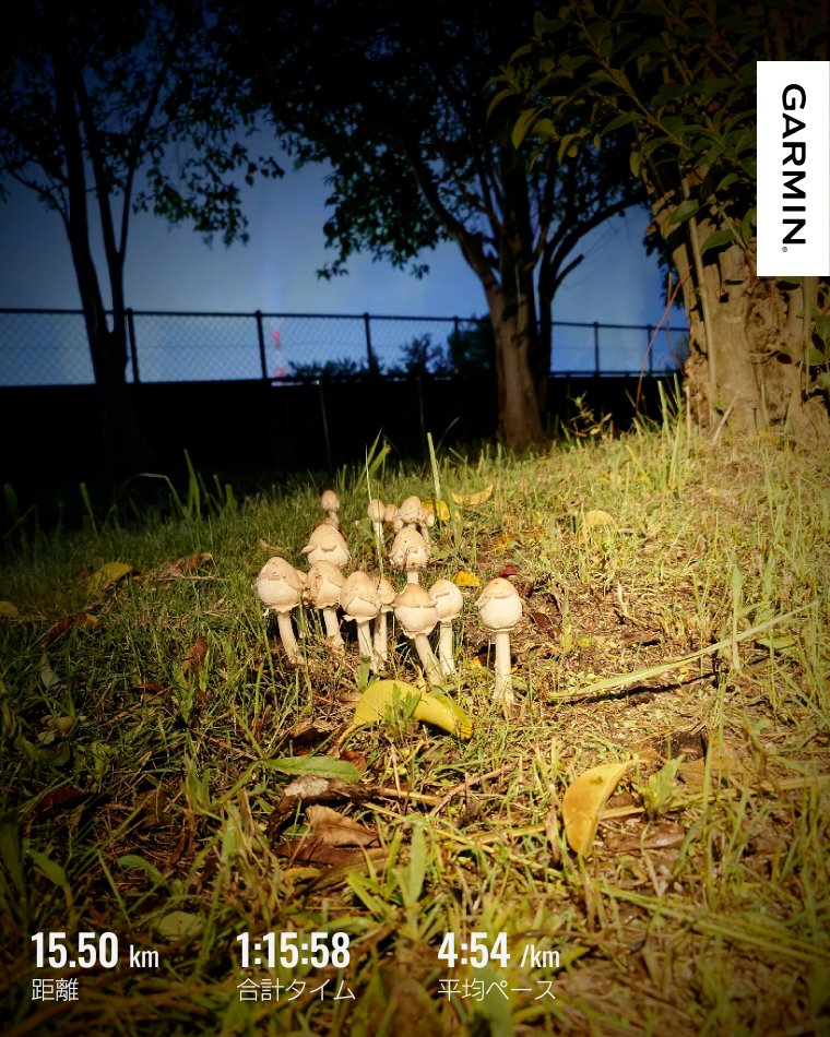 yupopoRunning's tweet photo. シャワーランε≡ﾍ( ´Д`)ﾉ
ちょい早めのペースで走ってたら...
(*ÒωÓ*)ﾑﾑｯ!!
これは巷で噂の🍄では！？
そこらじゅうに生えてました🍄

帰りはカフェオレ飲みながらまったりウォーキングで帰宅(*´︶`)

ランナーの皆様、今日もナイスランでした😊今からの方はお気をつけて行ってらっしゃいませ
😊 https://t.co/gIODjM3hM5