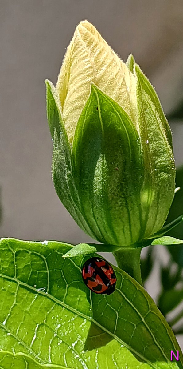 TCE9DlUTiBSxEdI's tweet photo. こんばんはお疲れ様です(๑•ᴗ•๑)🌺🌿
カメノコてんとう虫発見
わぁ〰️っ良く見るとハイビスカスのお花に小さいｱﾌﾞﾗﾑｼが
いっぱいだぁ手で
とってから花木の害虫
スプレーしたです
皆さんゆったり穏やかな
善い夜でありますようにです🌟🌠💫🎠(ᴗ͈ˬᴗ͈)✨ https://t.co/OX1Z5EVA49