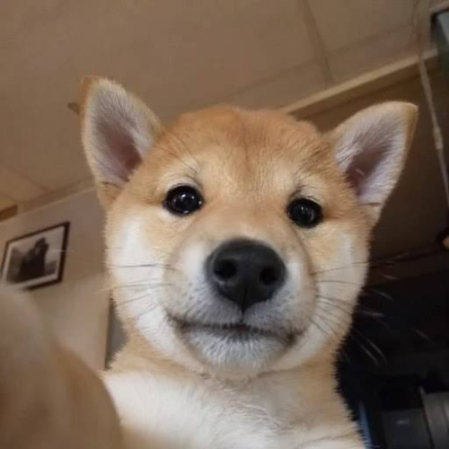 Natural_inu's tweet photo. @fusi_ng dev is cooking https://t.co/uETElmKMAy