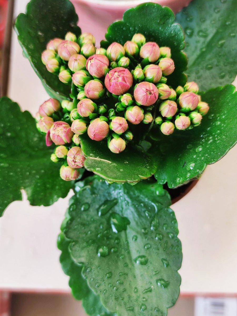 hanadooool's tweet photo. Mid-afternoon slump = I’m currently very invested in watching this office plant grow. No meetings required today.， https://t.co/O3oPoHUg2f