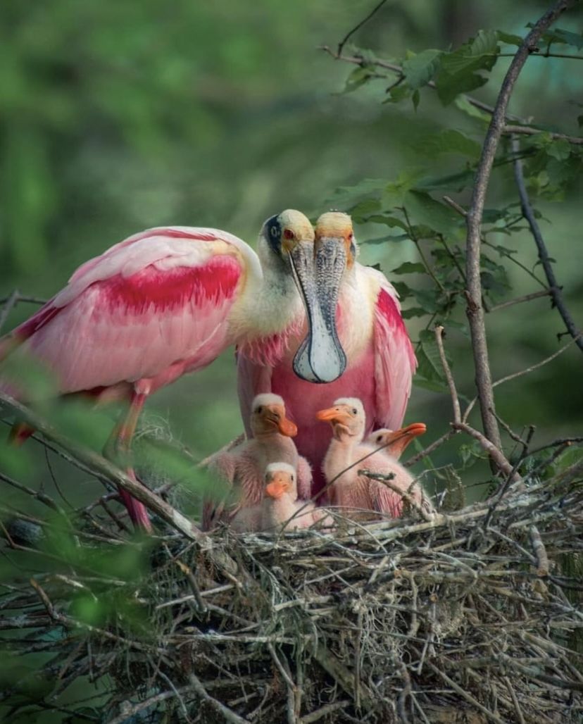 natural77384672's tweet photo. Roseate Spoonbill Family https://t.co/T4hxm4y1ie