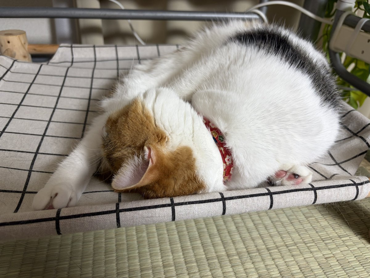 macchi_ss's tweet photo. うしろあしが…？？？ https://t.co/alDT2SWNs9