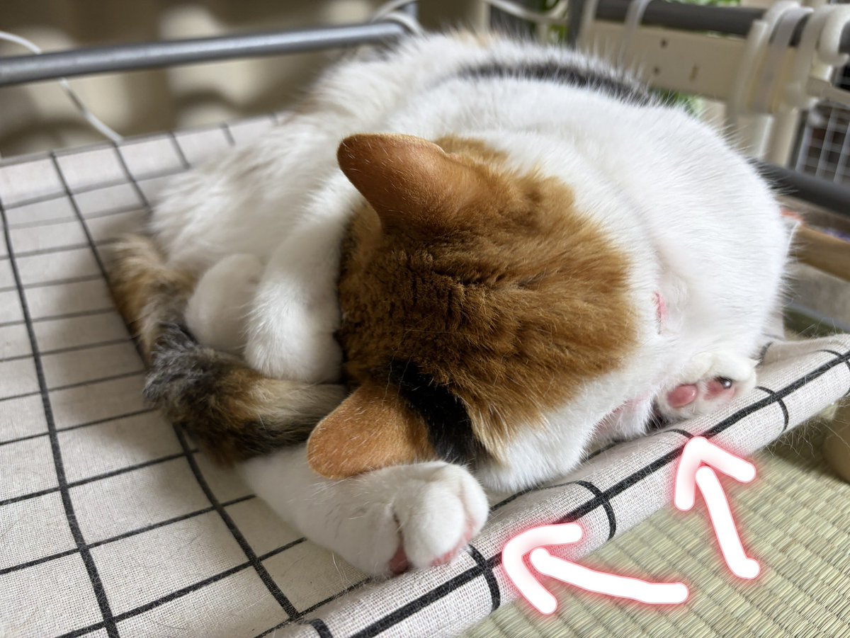 macchi_ss's tweet photo. うしろあしが…？？？ https://t.co/alDT2SWNs9
