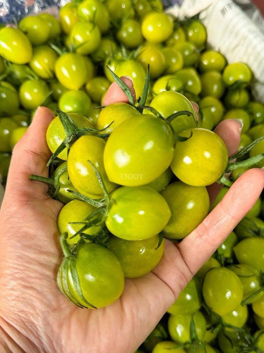 MirianStoffels's tweet photo. Fresh, plump organic cherry tomatoes with a burst of natural sweetness—no bitter aftertaste, perfect for salads or snacking! https://t.co/CZx0mhB3pk