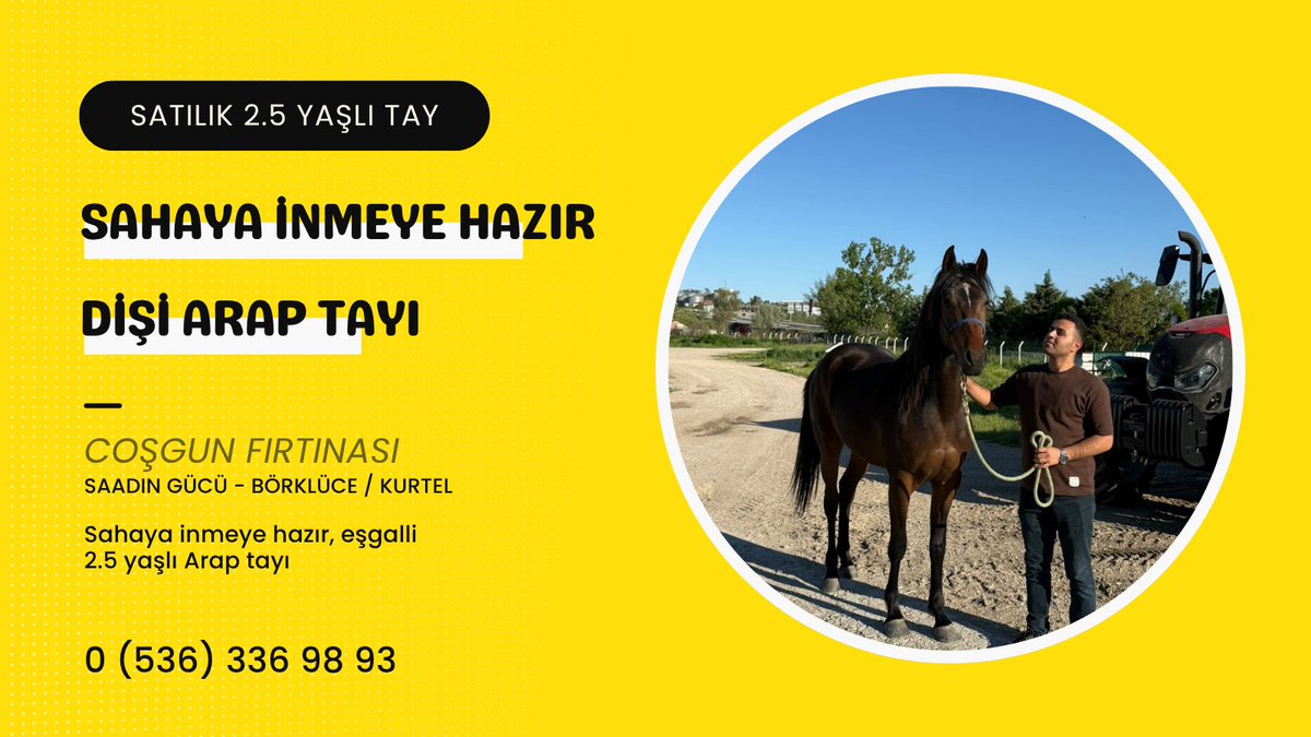 haradancom's tweet photo. Sahaya inmeye hazır Satılık 2.5 yaşlı dişi Arap tayı
#satilikyarisati #araptay https://t.co/XKneGv2d46