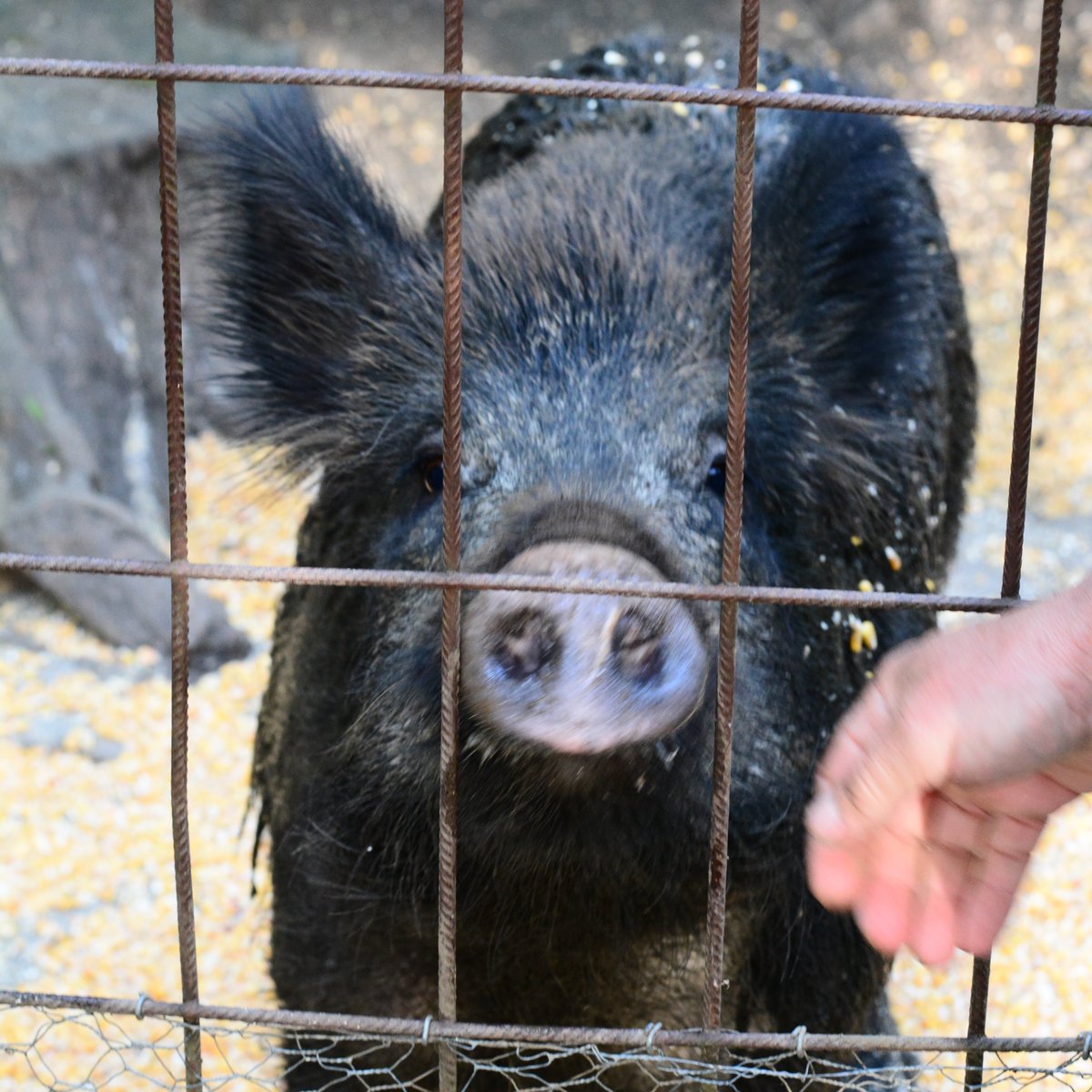FBB_Officiel's tweet photo. Élevés, nourris, puis abattus : la vérité sur la chasse en enclos

La chasse en enclos est l'une des pratiques les plus cruelles encore autorisées en France. Les animaux détenus dans ces enclos sont élevés et nourris par l'homme dès leur naissance : ils n'ont jamais connu la vie sauvage, sont souvent habitués à la présence humaine, et n'ont donc ni la même méfiance ni les mêmes réflexes de fuite qu'un animal né et grandi en milieu naturel. Ils sont lâchés dans un enclos pour y être traqués et abattus, sans aucune chance de fuite.

La France compterait aujourd'hui environ 1 350 parcs et enclos de chasse, où sont détenus entre 70 000 et 100 000 animaux - sangliers, cerfs, biches, mouflons, daims, faisans -. Mais les derniers chiffres sont très difficiles à obtenir car une grande discrétion entoure cette pratique.

Certains témoignages parlent de chasses où 200 à 300 sangliers et cervidés sont abattus en seulement trois heures, sur des domaines de parfois moins de 150 hectares — un rythme qu'un président de fédération de chasseurs lui-même a qualifié de "massacre". La chasse en enclos est loin de faire l’unanimité parmi les chasseurs.

La chasse en enclos n'a rien à voir avec la nature ou la régulation des populations sauvages : c'est un commerce très lucratif qui transforme des êtres sensibles, élevés par la main de l'homme, en cibles vivantes, sans aucune chance de survie.

Cette pratique légale est pourtant massivement rejetée puisque tous les sondages montrent qu’une écrasante majorité de Français est favorable à l'interdiction de la chasse en enclos.

Récemment, la Fondation Brigitte Bardot a reçu un signalement alarmant concernant un enclos où sont détenus plus d'une trentaine de sangliers, visiblement très amaigris, en bordure de route. Nous avons immédiatement alerté les autorités compétentes afin que des contrôles soient rapidement effectués sur place.

Cette pratique doit cesser, comme en Norvège où elle est strictement interdite, ou encore très limitée dans plusieurs autres pays européens (Autriche, Wallonie etc). Un animal n'est pas un objet de divertissement.
