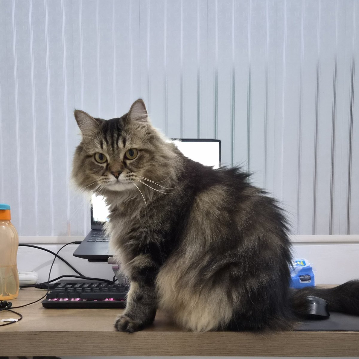 ikikemul's tweet photo. ndut geser ndut, bapak mau pakai laptopnya ndut 😔 https://t.co/RsjncF3f7O