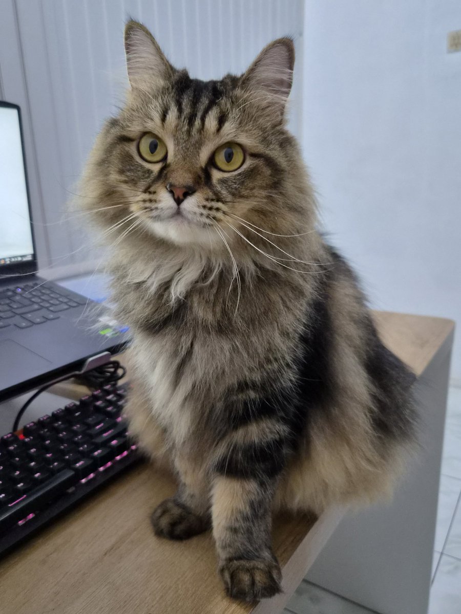 ikikemul's tweet photo. ndut geser ndut, bapak mau pakai laptopnya ndut 😔 https://t.co/RsjncF3f7O
