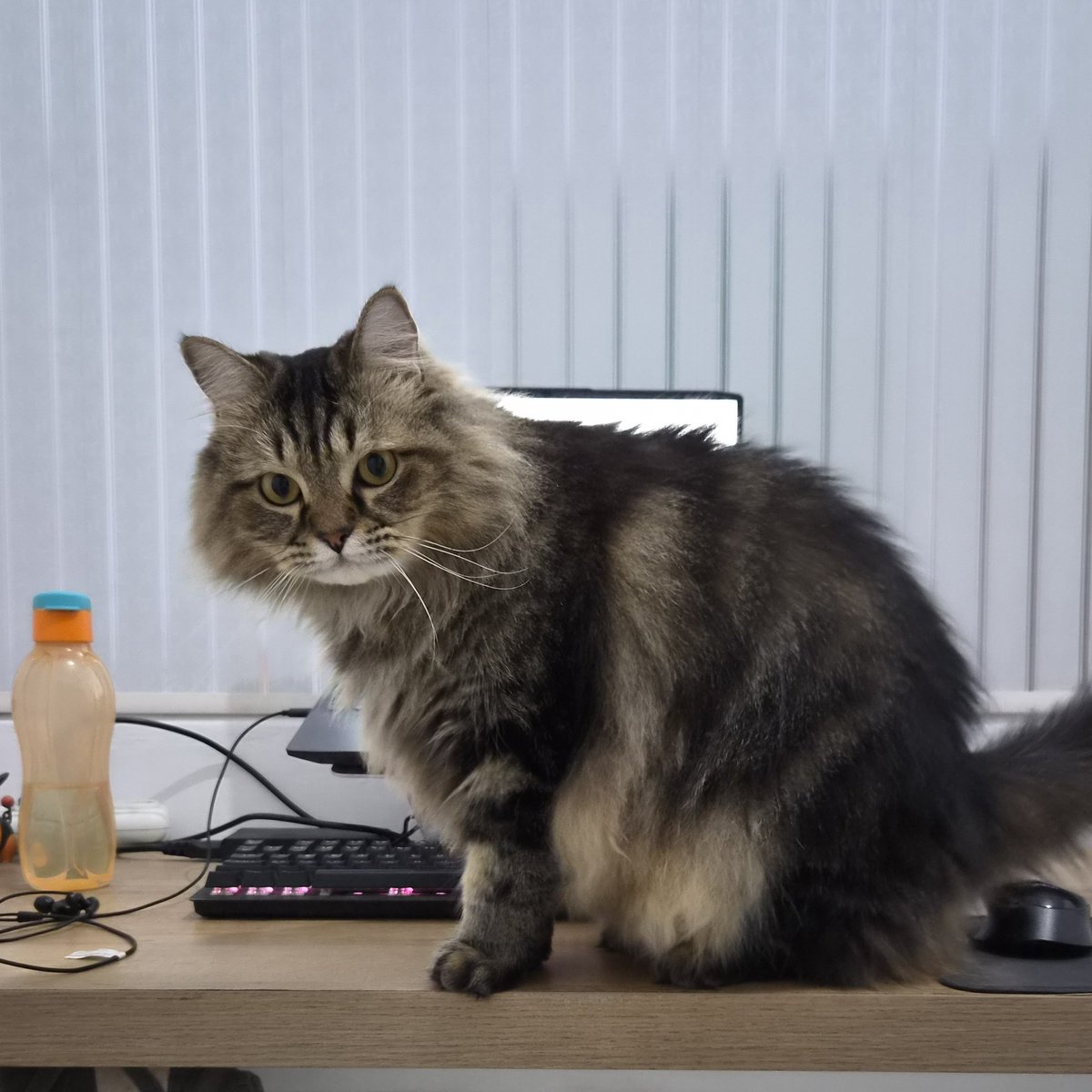 ikikemul's tweet photo. ndut geser ndut, bapak mau pakai laptopnya ndut 😔 https://t.co/RsjncF3f7O