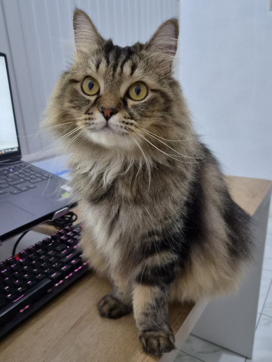 ikikemul's tweet photo. ndut geser ndut, bapak mau pakai laptopnya ndut 😔 https://t.co/RsjncF3f7O