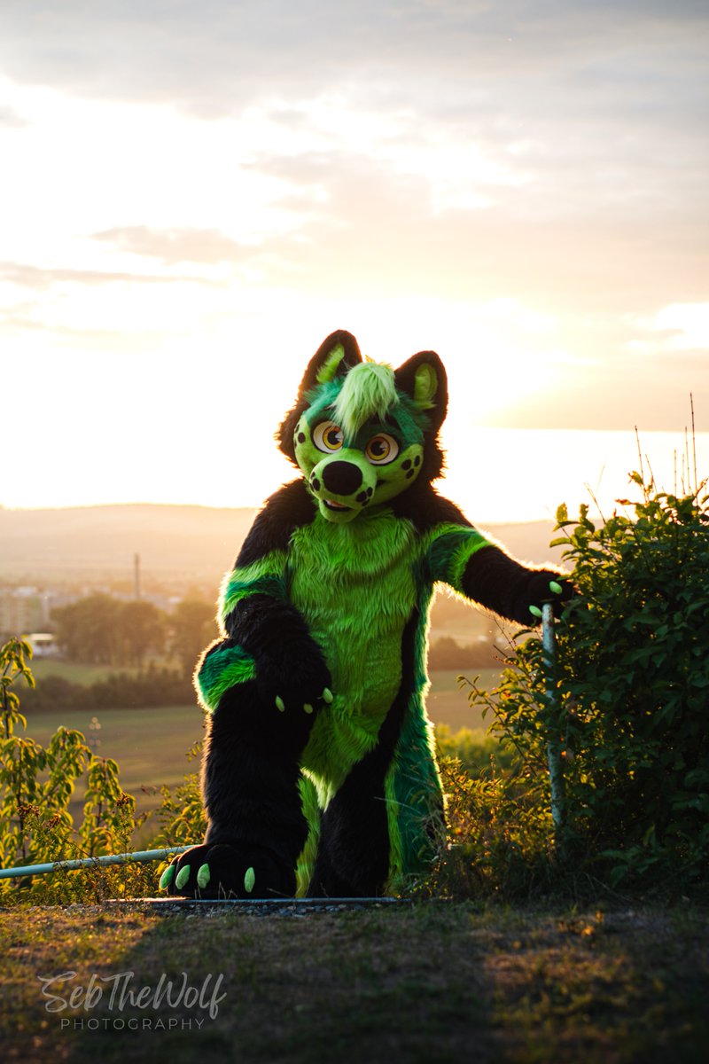 Endy_Yolf's tweet photo. Journey is about to begin ✨ 

first pair of steps are behind us 🥇 

definitely more ahead of us 🪜 

🧵 @Shrumibo 
📸 Sebbthewolf (IG)

#FurryFandom #Furry #FursuitFriday https://t.co/srWXj3KVtp