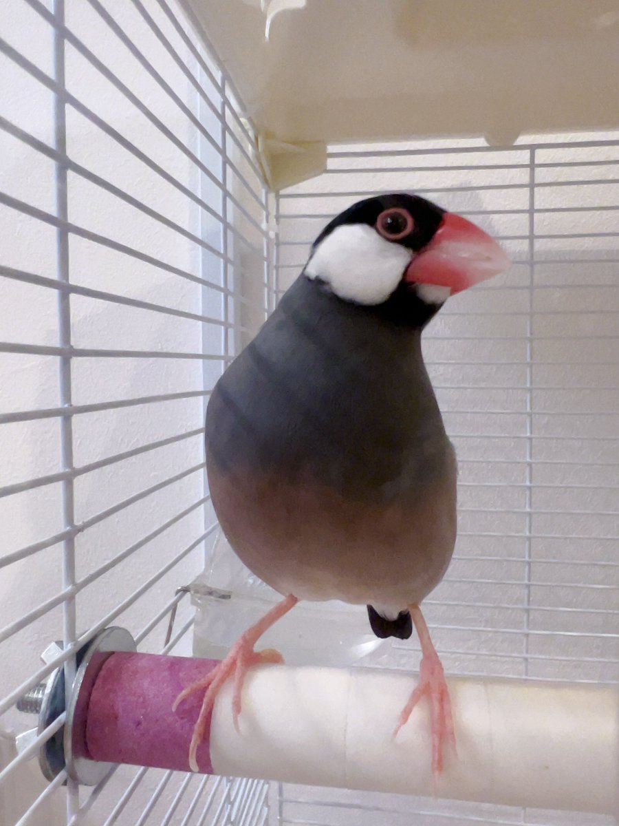 emily_drums's tweet photo. 新しいぴちゅちゃんハウス買った！
少し大きくなったよ！

爪研ぎ棒も新しくしたんだけど、
白ピンクのシマシマが許せない！！！
ってぴちゅちゃんが怒ってしまったから
バラバラにして白とピンクの棒にしたんだ〜🥺

まだ新しいおうち緊張してるみたいだから
いつもの棚にはまだ置かずに慣らし中！ https://t.co/hUlnObLWTO