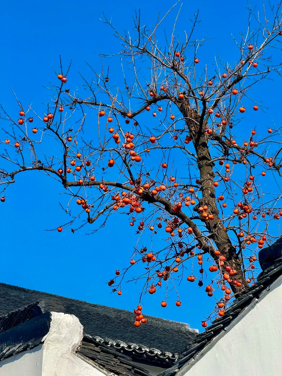 wuangwang166's tweet photo. Little lanterns of autumn bringing warmth to the crisp blue day. 🏮✨
#AutumnColors #ScenicBeauty #DailyMagic https://t.co/QtfWeeUoaU