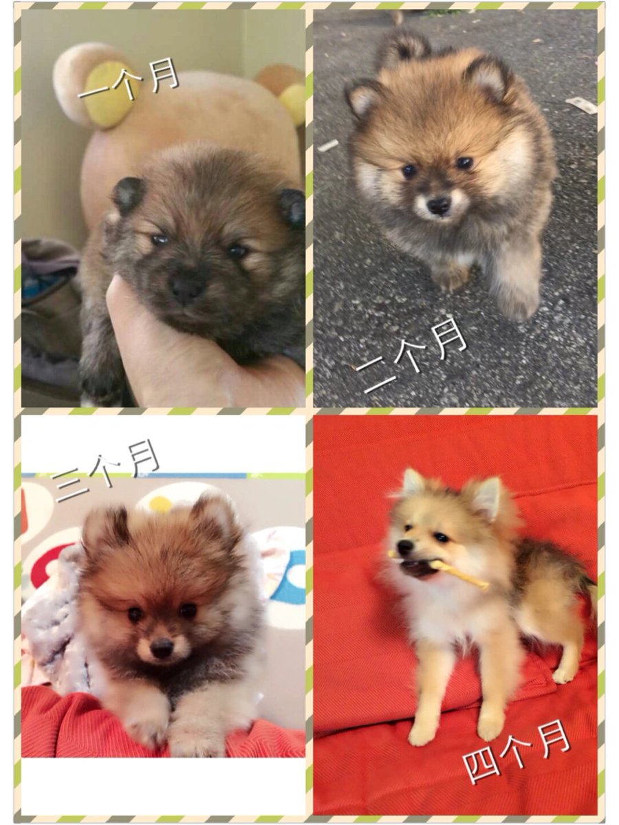 kait5540's tweet photo. My pup hit 6 months today—went from a tiny wobbly peanut to a zooming little fur tornado that steals socks and makes every day brighter https://t.co/OwwcAoS4Iv