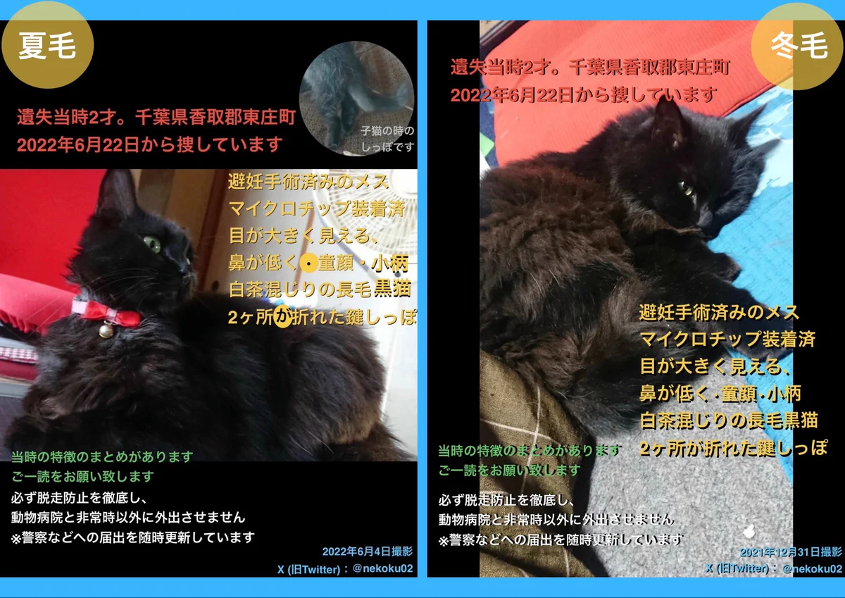 黒猫ページ 黒猫くー捜索 千葉県東庄町 (鍵尾長毛メス。香取郡・香取市・旭市
