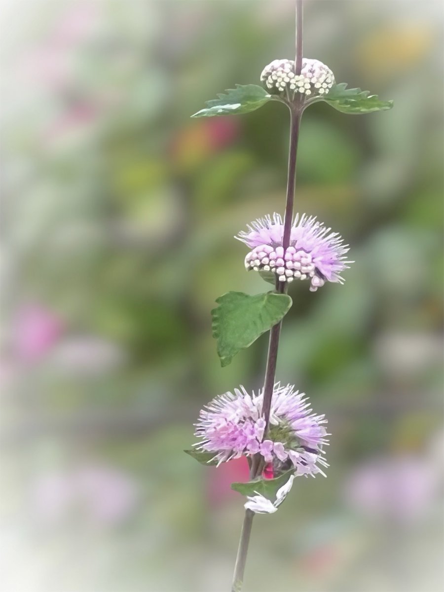 Photo07Machi10's tweet photo. 花 植物 実 自然 景色
#TLを花でいっぱいにしよう
#キリトリセカイ #花写真
#ダンギク https://t.co/Iqo1n58pJn