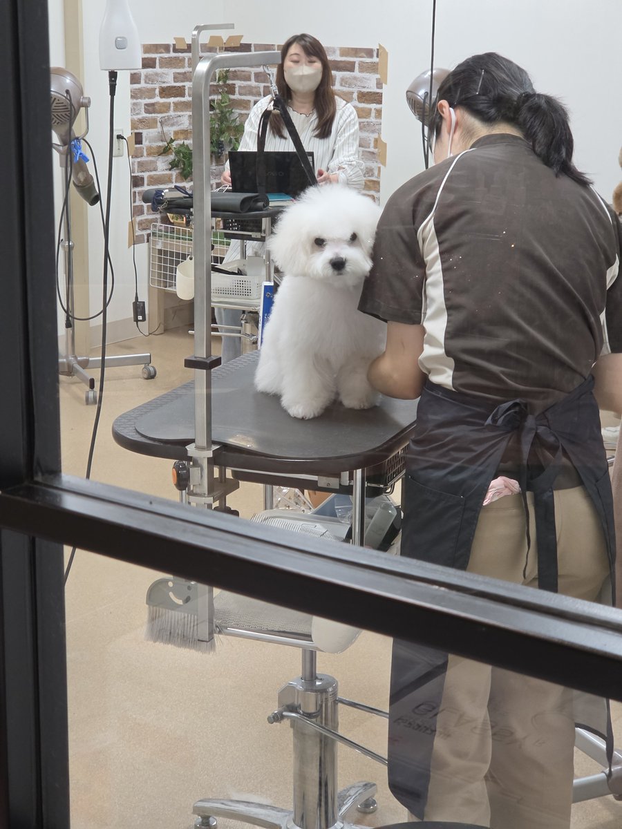 DensukeIde's tweet photo. 明日で生後４ヶ月、今日は初めてのシャンプートレーニングに行ってきました。いい匂いのふあふあもふもふになりました。
#ボロビション　#ふくのすけ　#fukunosuke https://t.co/4vRAYAdLeD